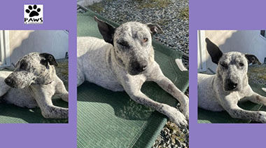 Adopt-A-Pet